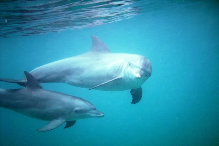 Zwei Delfine, die gemeinsam anmutig in klarem blauem Meerwasser schwimmen.