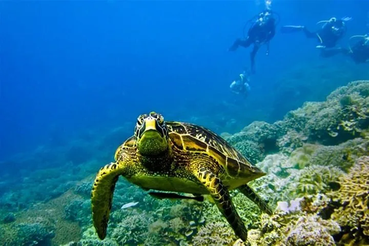 Una tortuga marina nadando sobre un arrecife de coral con buceadores de escafandra al fondo.